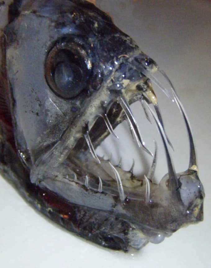 "Ne morem se znebiti občutka, da so se scenaristi pri načrtovanju videza in predvsem zobovja strašljive pošasti v grozljivki Alien proti predatorju (2004) zgledovali po teh globokomorskih plenilcih, kakršen je morski gad," je v poglavju Skrivnosti iz globin zapisal dr. Lipej.