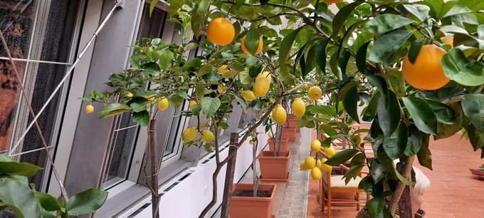 Oranžerija Dornava za en dan odpira svoja vrata