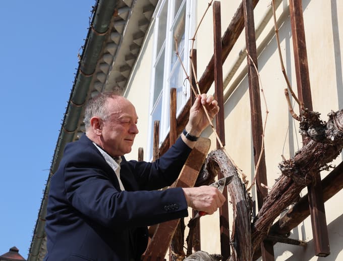 (FOTO) Ko škarje zarežejo v Najstarejšo trto: Cepič bo rasel tudi na Madagaskarju