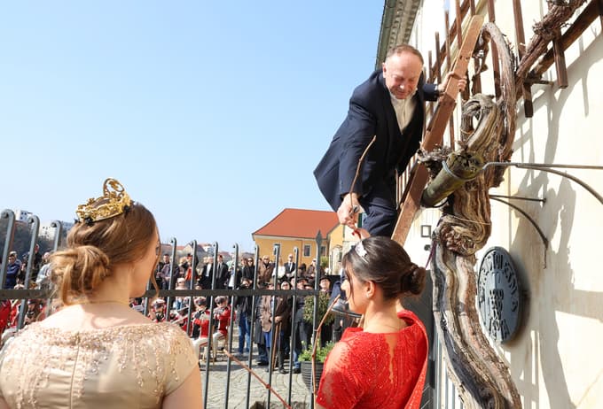 (FOTO) Ko škarje zarežejo v Najstarejšo trto: Cepič bo rasel tudi na Madagaskarju