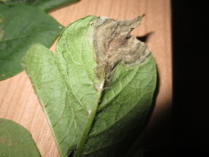 Tipični znak krompirjeve plesni