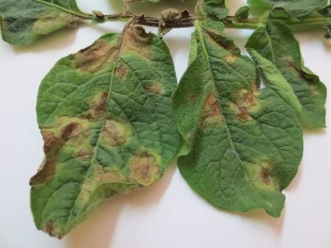 V tej fazi krompirjevo plesen že težko ustavimo.