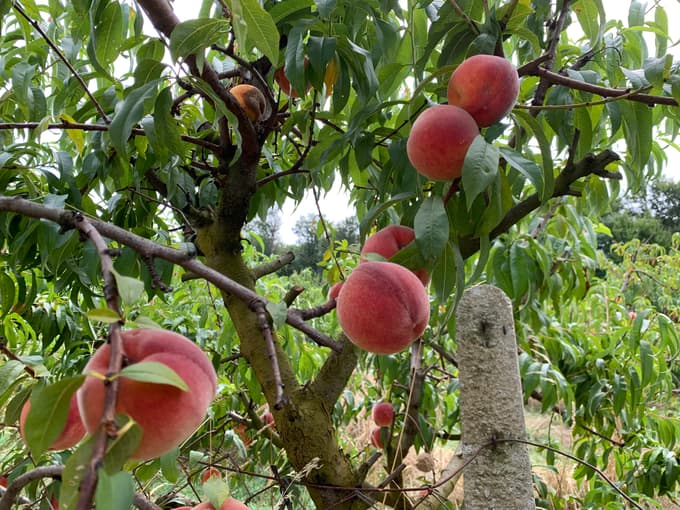 Redhaven v občini Cerkvenjak