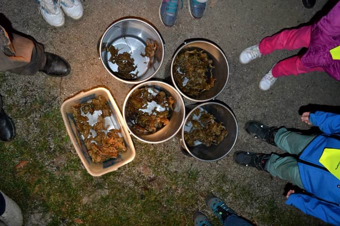 Spomladanska selitev dvoživk: Pri Treh ribnikih znova akcija za njihovo reševanje. Zaščitna ograda tudi pod Pohorjem