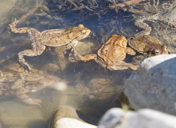 Spomladanska selitev dvoživk: Pri Treh ribnikih znova akcija za njihovo reševanje. Zaščitna ograda tudi pod Pohorjem