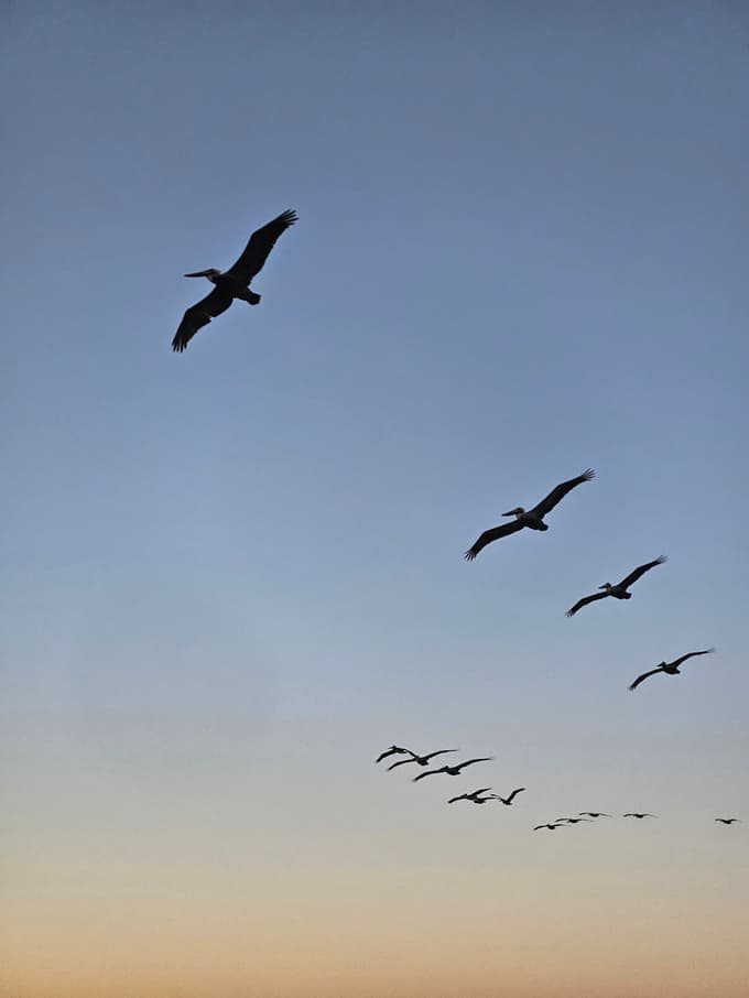 Ujet polet pelikanov