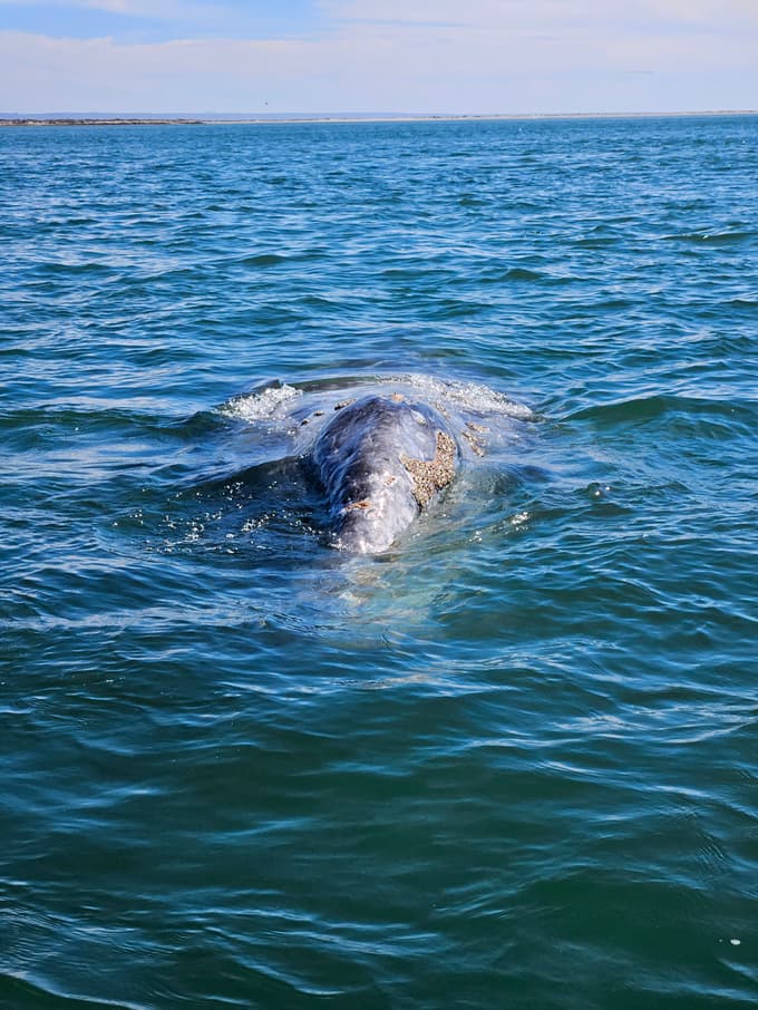 Sivi kiti, laguna San Ignacio