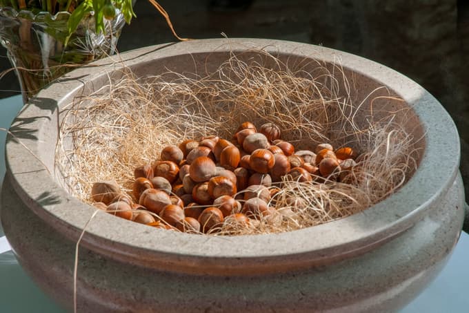 Ljudje z nizkim krvnim tlakom ali s pekočo zgago naj pojejo vsaj štiri lešnike na dan.