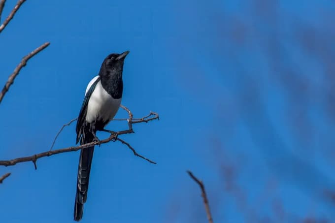 Sraka (Pica pica) se prepozna v ogledalu.