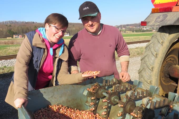 Anja Pignar: "Danes se komu zdi, da je ptujski lük ves, ki je pridelan na tem območju in je rdeče barve, a to ne drži."