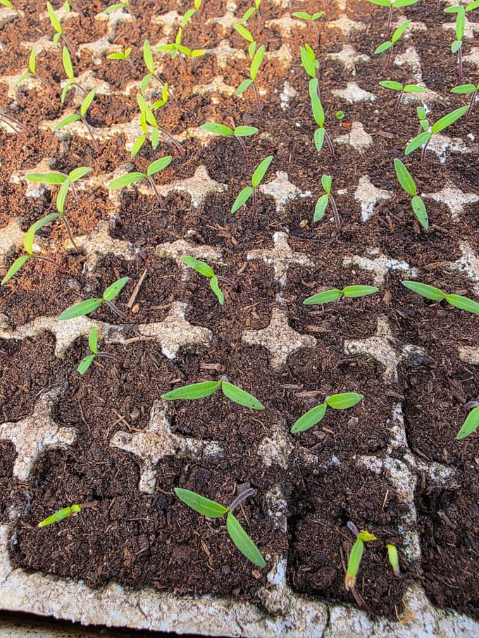 Idealna velikost sadik za pikiranje