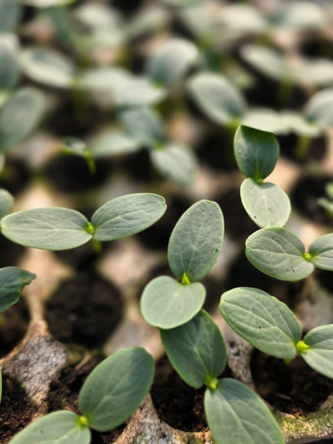 Bučevk ne pikiramo.