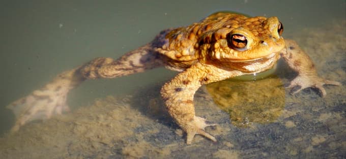 (ZDRAVJE) Ali lahko živali zaznajo potrese: Kaj nam o potresih povedo mravlje, krastače in krave?