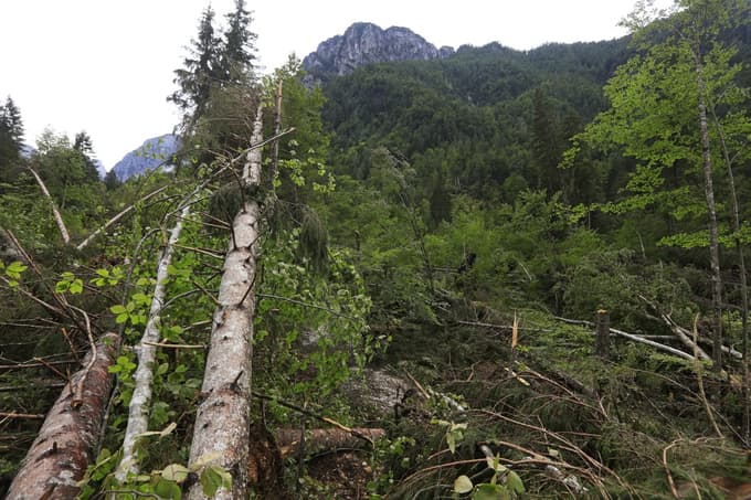 Napoved močnega vetra v Mariboru: Velika nevarnost vetroloma, občanom odsvetujejo zadrževanje v parkih in gozdovih