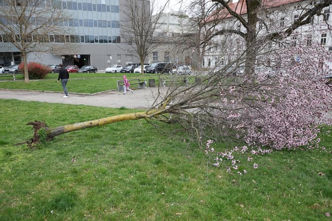 Podrto drevje v Mariboru.