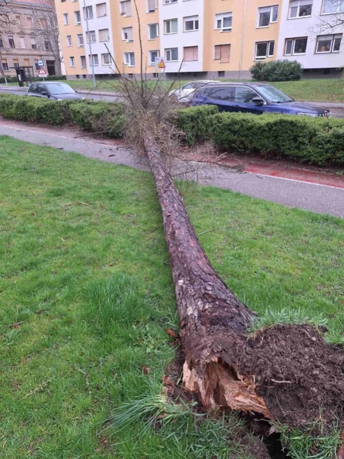 (FOTO) Veter ohromil Maribor: Nevarna drevesa, zaprti objekti in motnje v oskrbi