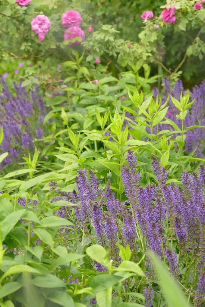 Kadulje so klasična spremljava vrtnic, pri latastih plamenkah, ki so na fotografiji še brez cvetov, pa moramo biti previdni glede višine in senčenja.
