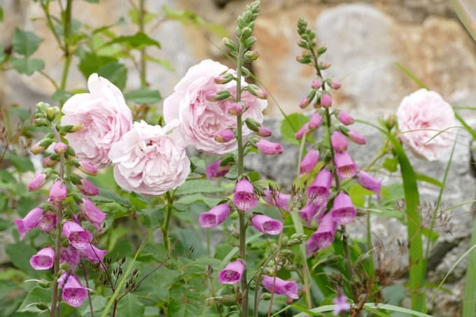 Vrtnic ne zmoti občasna družba enoletnic in dvoletnic, kakršni so naprstci.