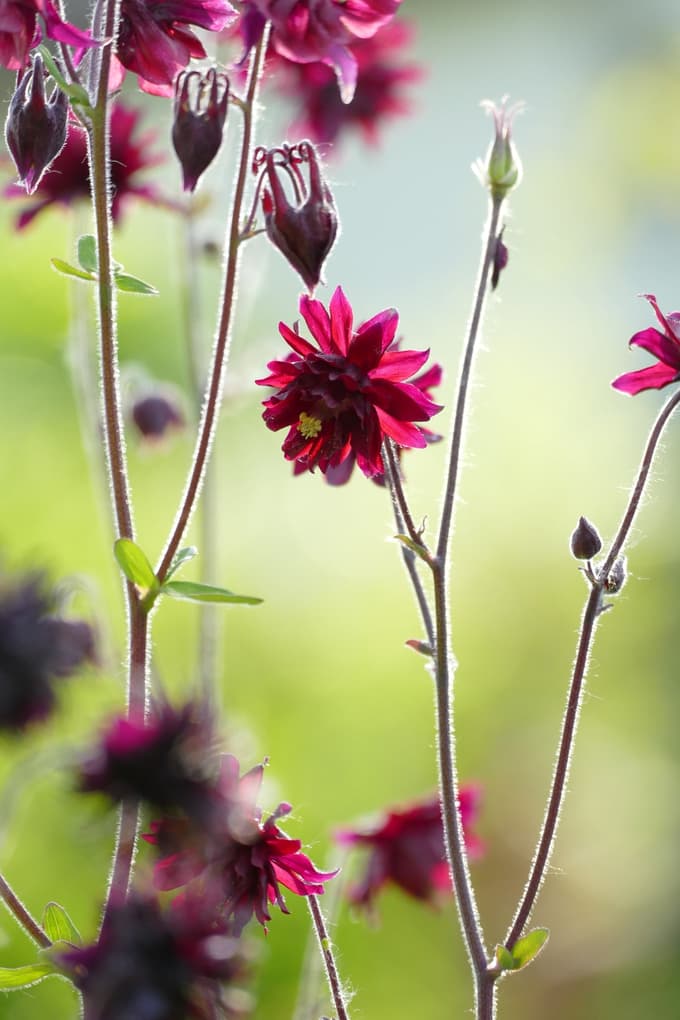 Tudi orlice najdejo svoje mesto med rožnimi grmi.