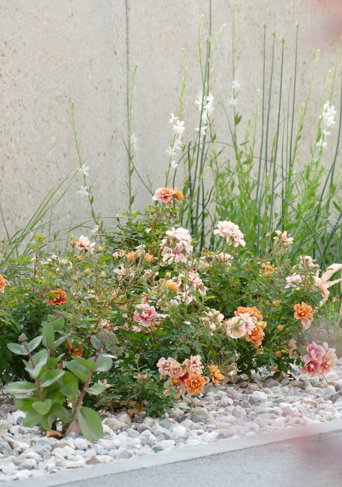 Pokrovne vrtnice imajo lahko družbo, ni nujno, da vedno nastopijo le kot monokulturni zasaditveni bloki.