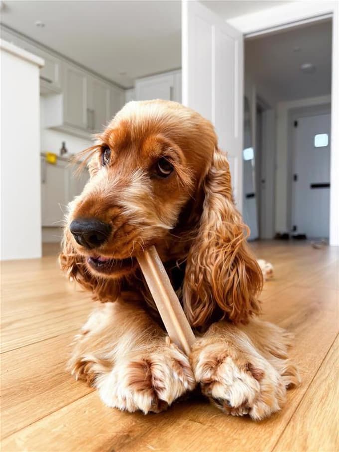 Zdravi zobje, srečen pes: Ustna higiena je izjemno pomembna tudi pri psih