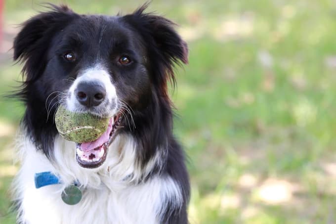 Zdravi zobje, srečen pes: Ustna higiena je izjemno pomembna tudi pri psih
