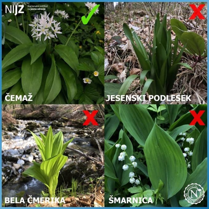 NIJZ ČEMAŽ, JESENSKI PODLESEK, BELA ČMERIKA, ŠMARNICA