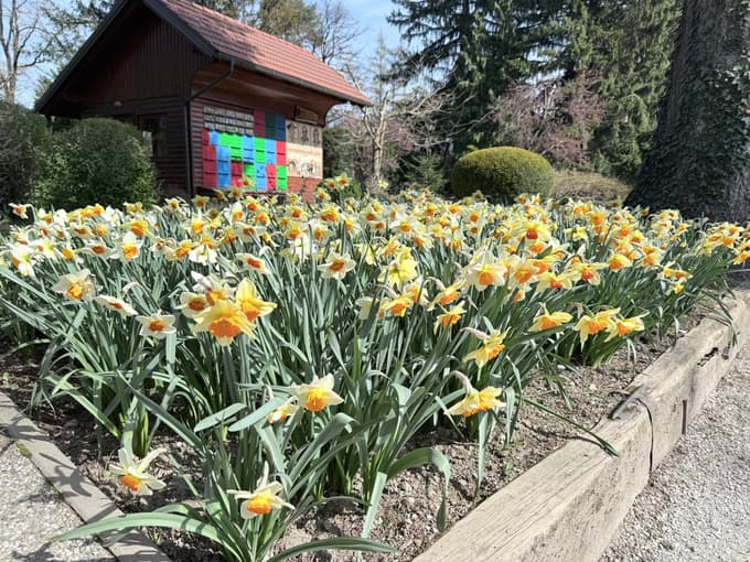 (FOTO) Pomlad znova zacvetela v Mozirskem gaju. Kaj vse je in bo na ogled?