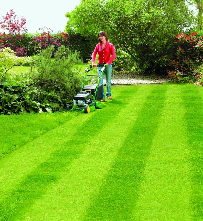 Trava začne rasti, ko je temperatura dovolj visoka. Prava rast se začne v aprilu, ko je temperatura tal okoli 10 °C in jutranja ne pade pod 4 °C. 