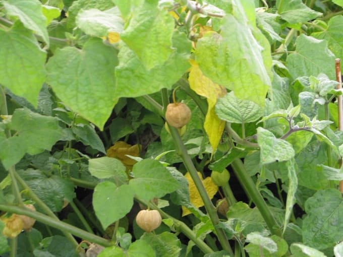 Plodove andske jagode poberemo, ko se lampijonček posuši.