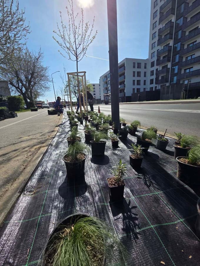 Drevje je zasajeno v celoti. Tudi rastline, ki so na fotografiji v lončkih, bodo zasajene. 