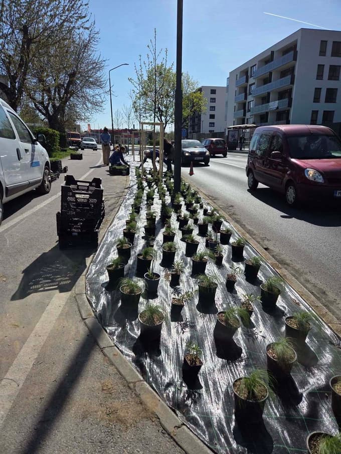(FOTO) V Čufarjevi ulici Nigrad zasadil 43 okrasnih češenj
