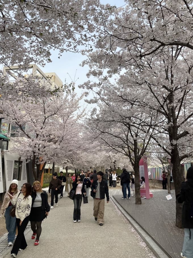 Čas, ko v Seulu cvetijo češnje