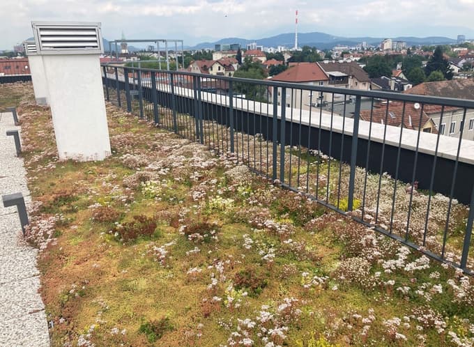 Primer ekstenzivne ozelenitve s homulicami oziroma sedumi na terasi v Ljubljani.