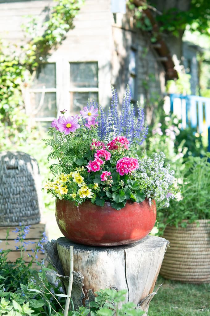 Ustvarjalni naravni vrtovi s pelargonijami