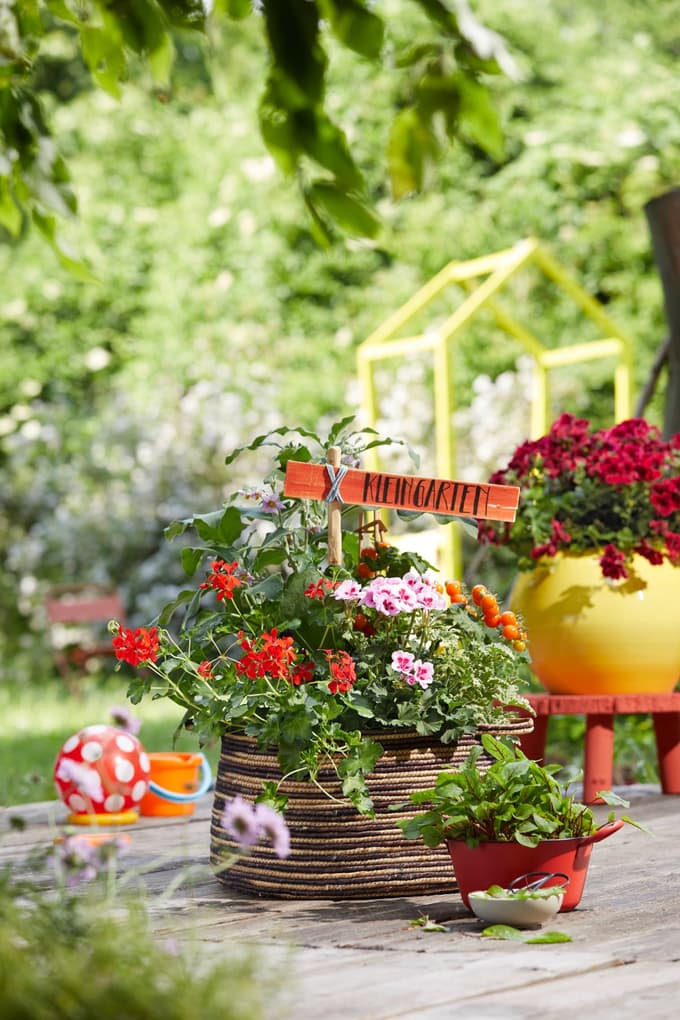 Ustvarjalni naravni vrtovi s pelargonijami