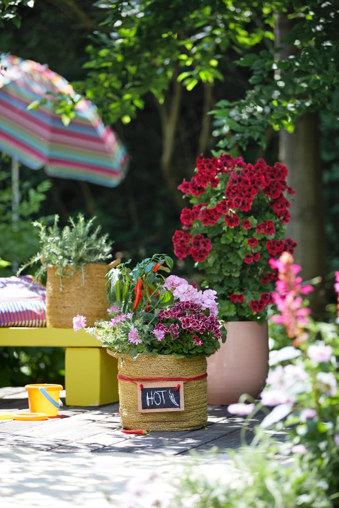 Ustvarjalni naravni vrtovi s pelargonijami