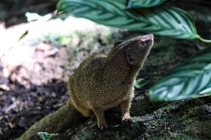 Stroka malega indijskega munga uvršča med invazivne vrste in škodljivce. Ker v Dalmaciji nimajo naravnih sovražnikov, se njihova populacija hitro povečuje.