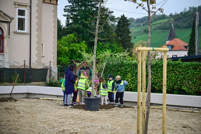 V nastajajočem žepnem parku ob Langerjevi vili so danes zasadili prva štiri drevesa.