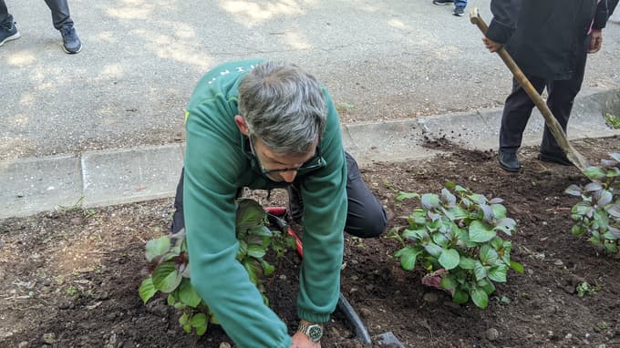 Florina se vrača: Hortenzije na Studencih napovedujejo zeleno prebujanje Maribora