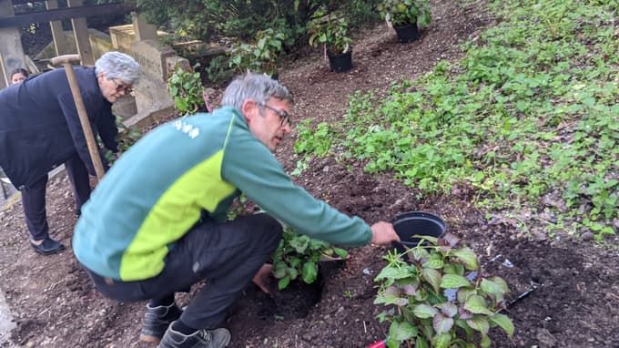Florina se vrača: Hortenzije na Studencih napovedujejo zeleno prebujanje Maribora