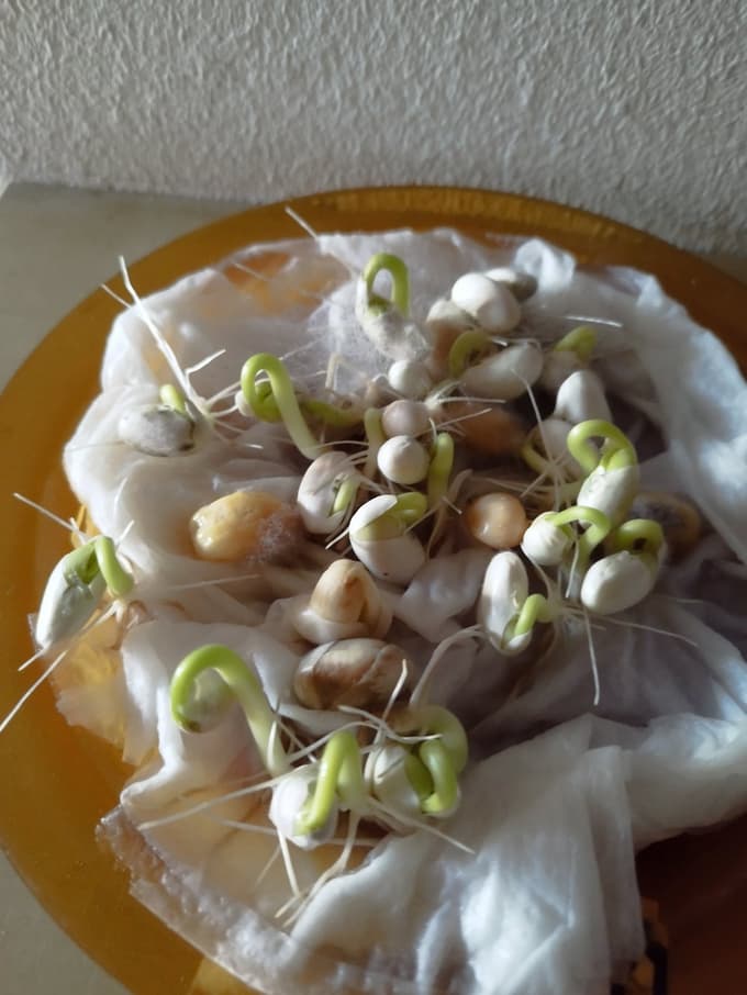 Domač kalilni test fižola: tako neenakomerno kaljenje ni dobra novica.