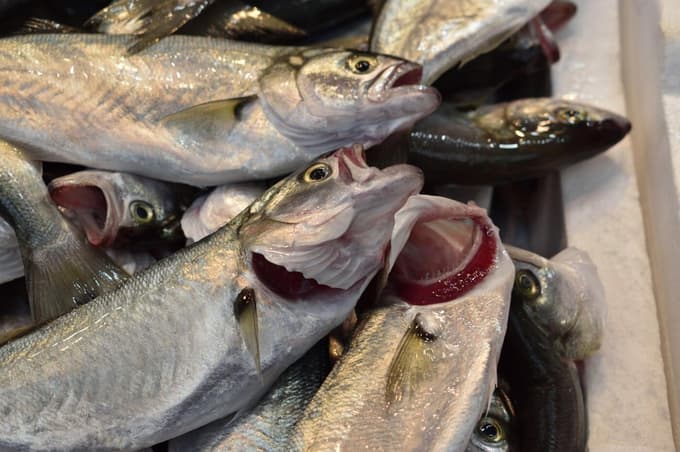 V letu 2025 ni bilo odpoklicev rib ali ribjih izdelkov, letos pa so zabeležili en primer