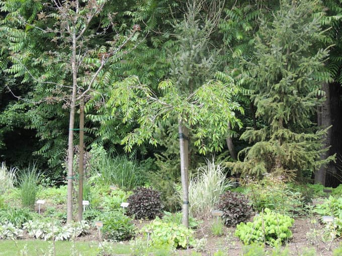 Spomladanska prenova vrta: Temelj za zeleno oazo