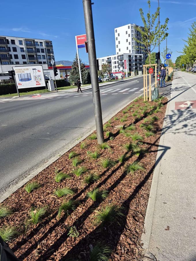 (FOTO) Zasaditev v Čufarjevi ulici tarča vandalizma, izginilo okoli 30 sadik