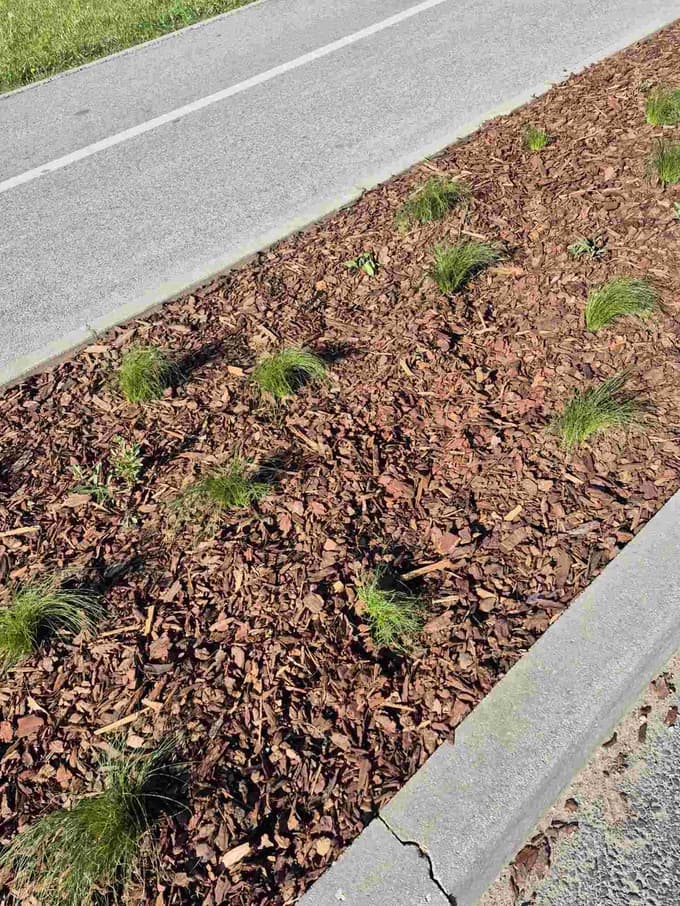 (FOTO) Zasaditev v Čufarjevi ulici tarča vandalizma, izginilo okoli 30 sadik