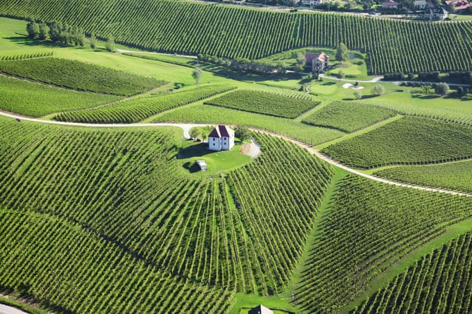 Iz dvorca, ki že stoletja stoji med vinogradi, se pogled razteza čez pokrajino, kjer se tradicija ne ohranja le v arhitekturi, temveč v vsakem grozdu pod njim. 
