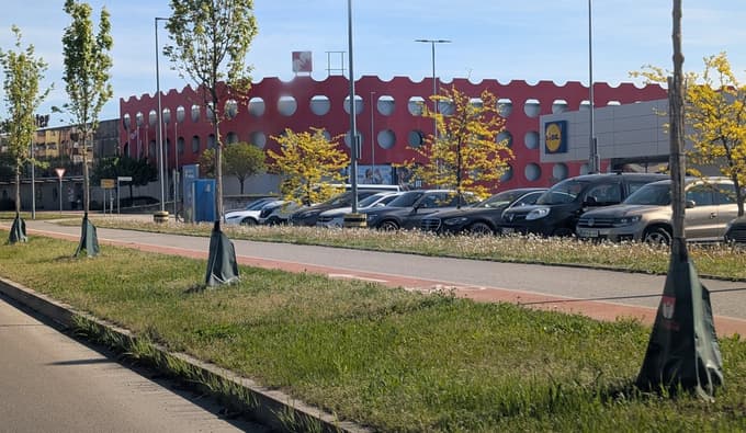 Vreče za namakanje so na Ulici Veljka Vlahovića nameščene ob deblu drevesa. 