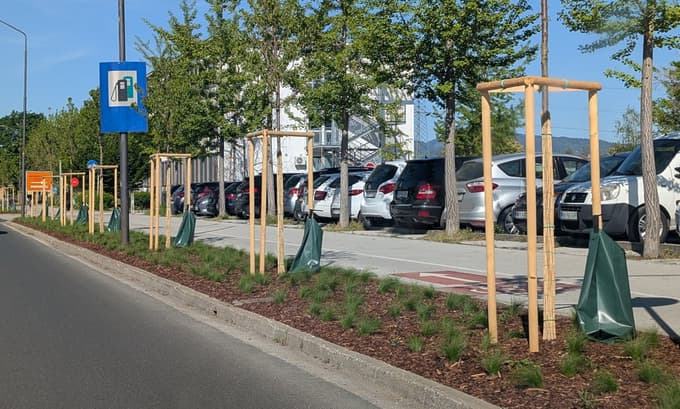 V zadnjem času se v svetu uporaba zalivalnih vreč nameščenih ob korenskih grudah, namesto nad njimi, kaže za boljšo rešitev.