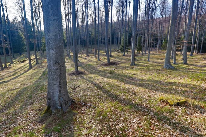 Pohorje pod udarom kršiteljev: 31 ukrepov in 10 glob zaradi škodovanja naravi